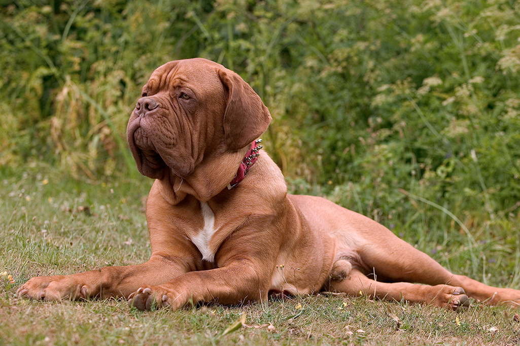 un chien dogue de bordeaux