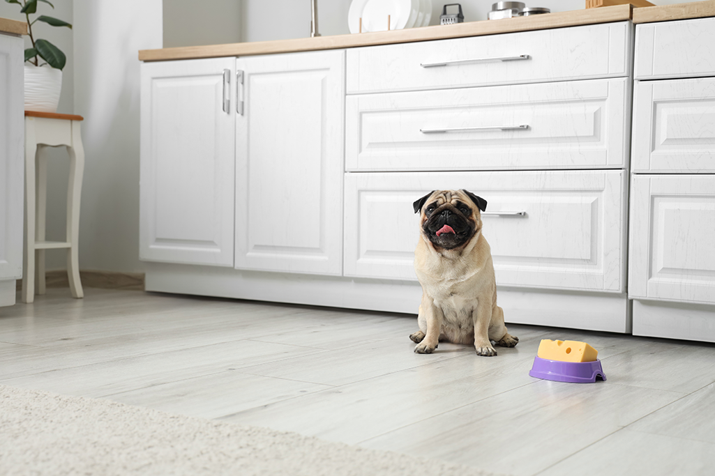 peut-on donner du fromage à un chien