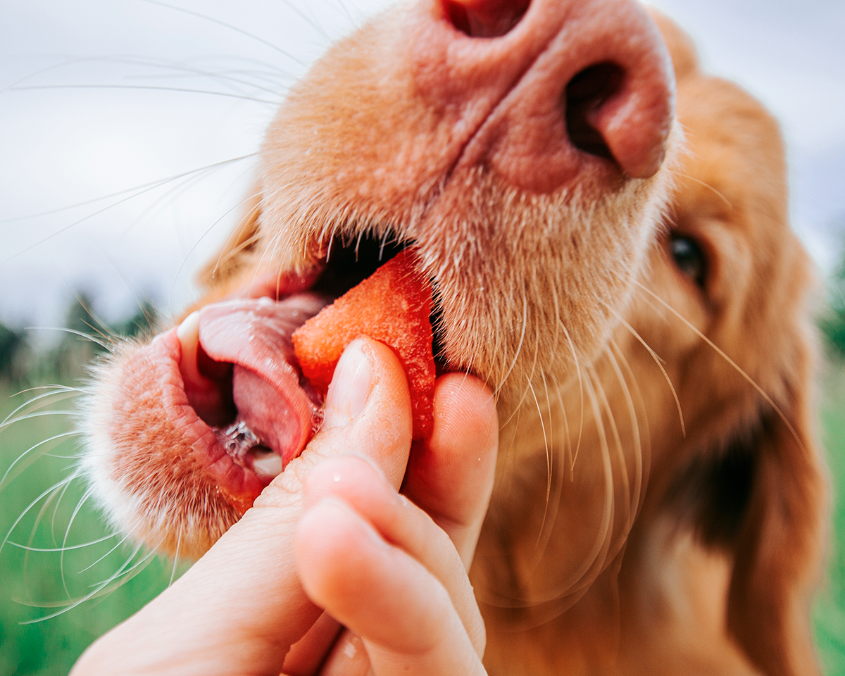 donner de la pastèque à un chien