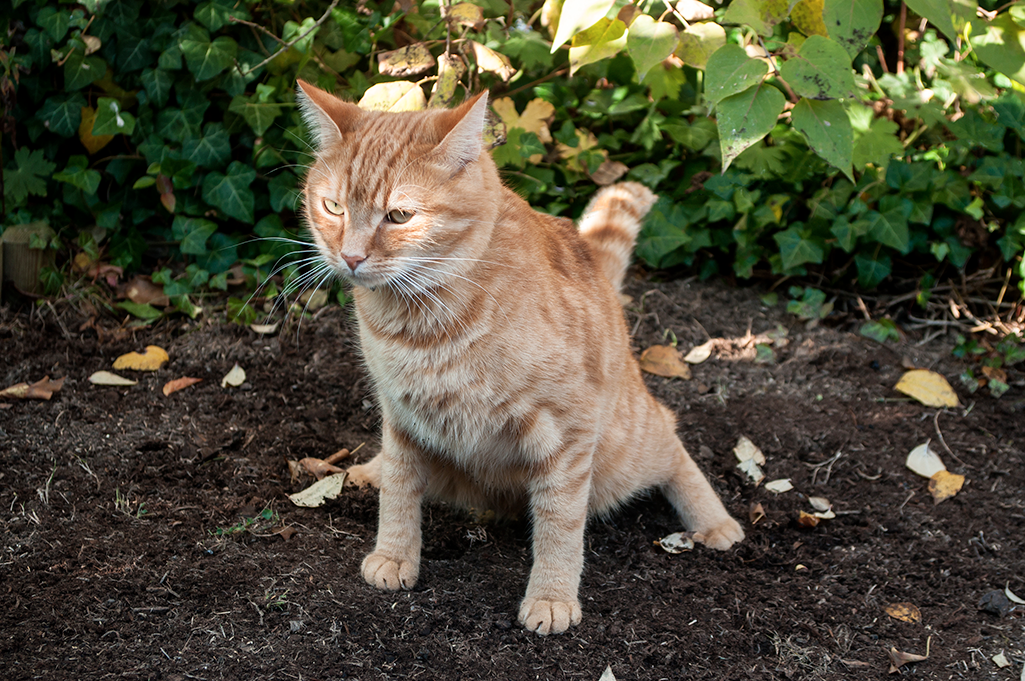 empêcher le chat de faire caca dans le jardin