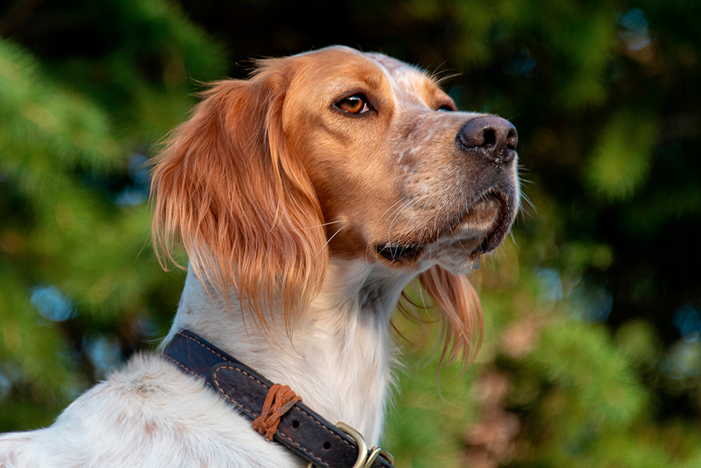 un chien épagneul breton