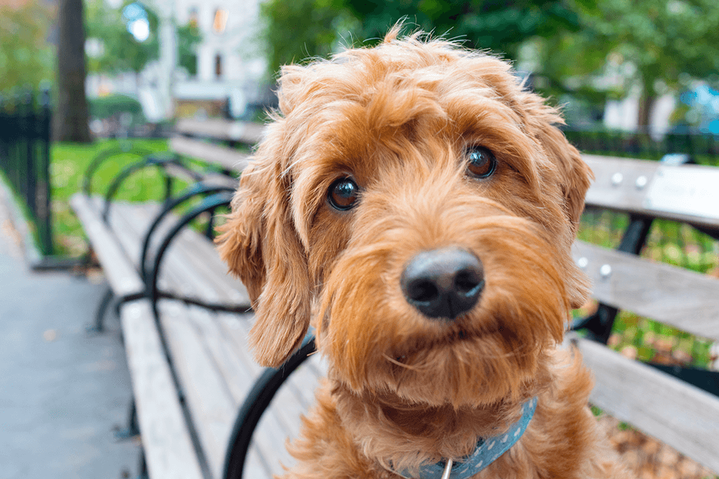 alimentation goldendoodle