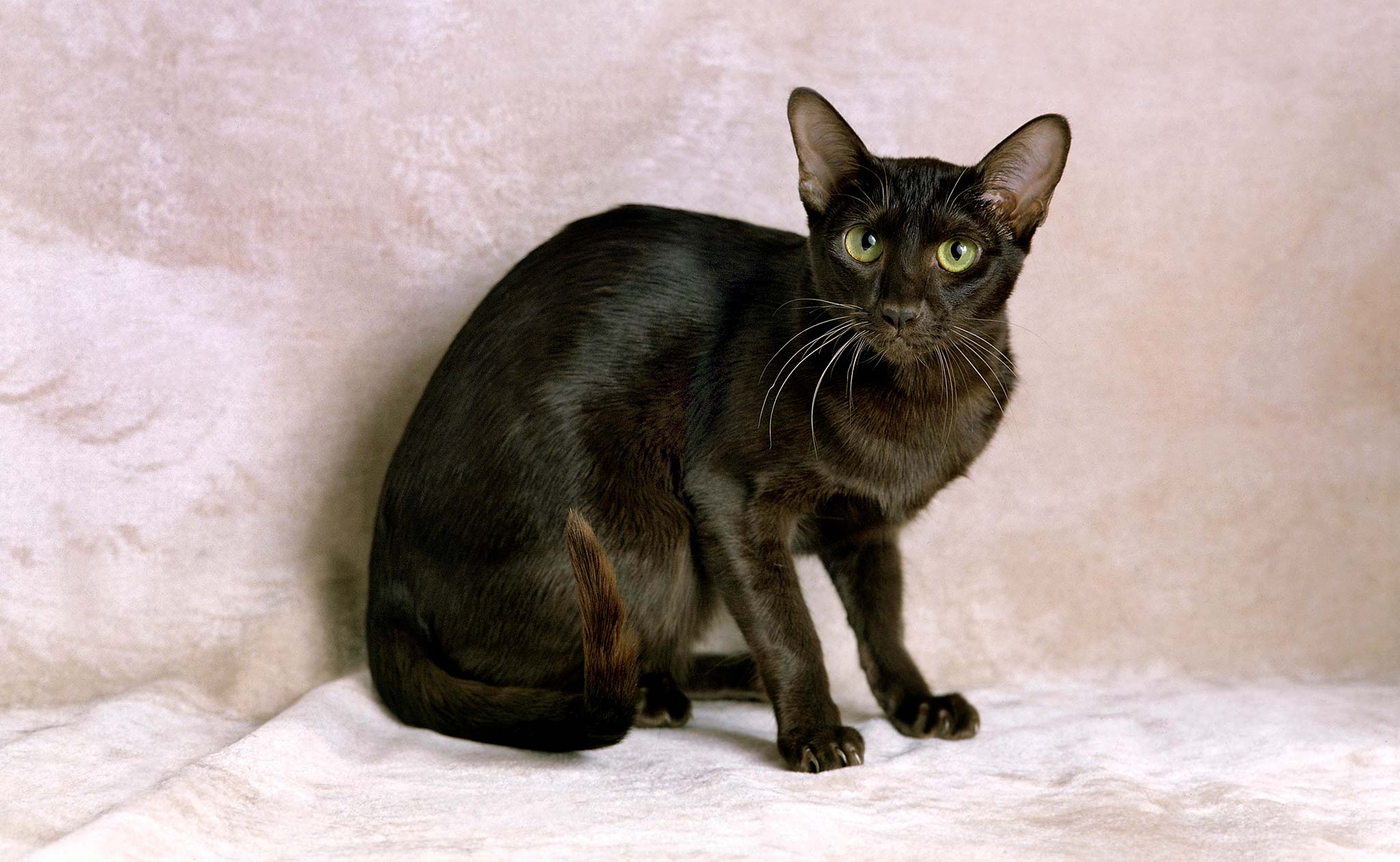 un chat havana brown