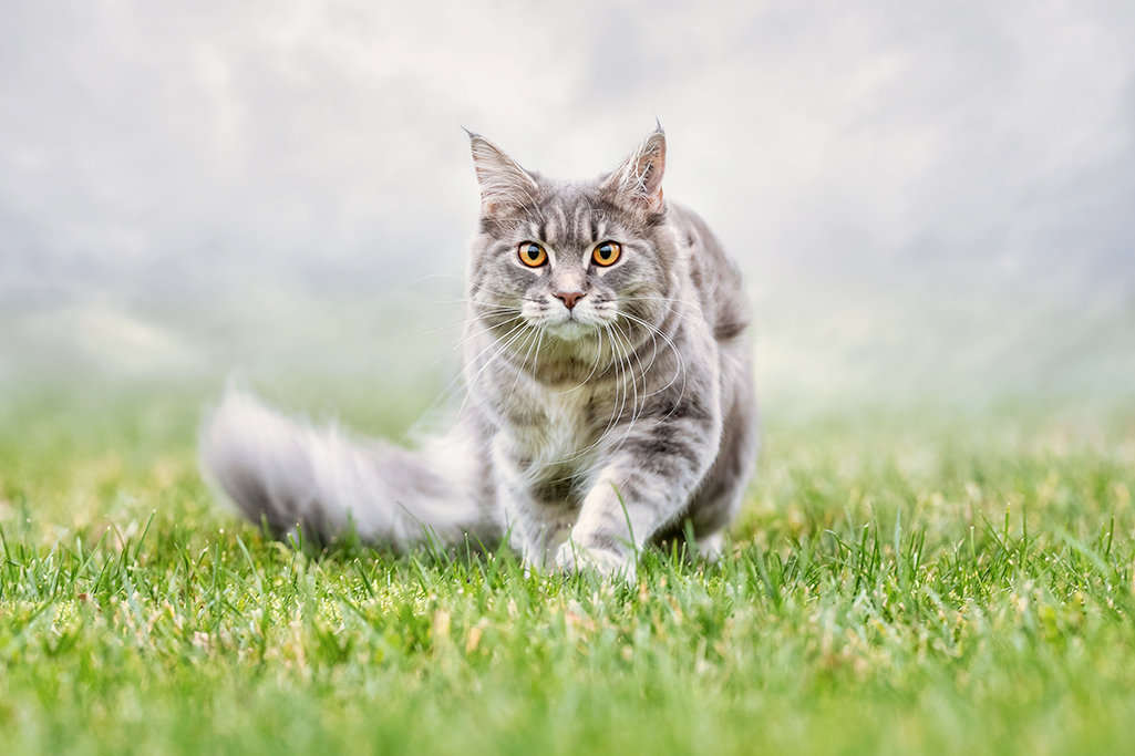 le hot spot chez le chat