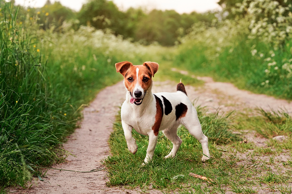 chien jack russell terrier