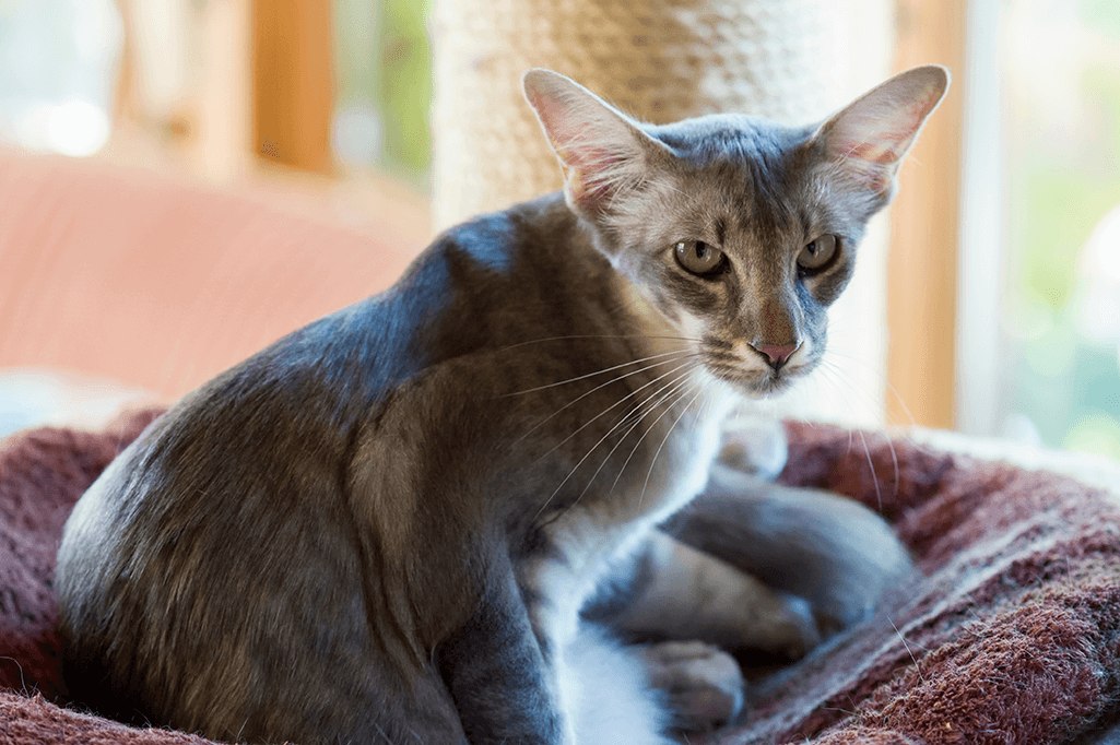 alimentation chat javanais