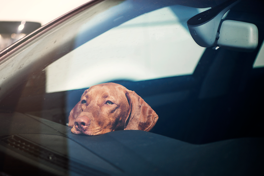 ne jamais laisser son chien seul enfermé dans une voiture