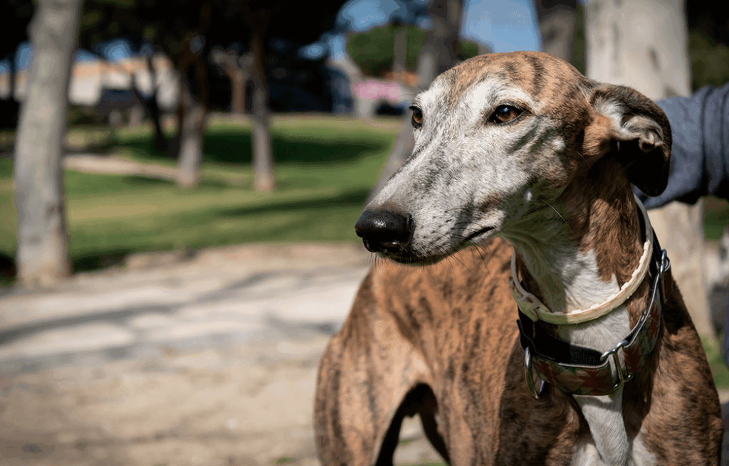 alimentation lévrier espagnol