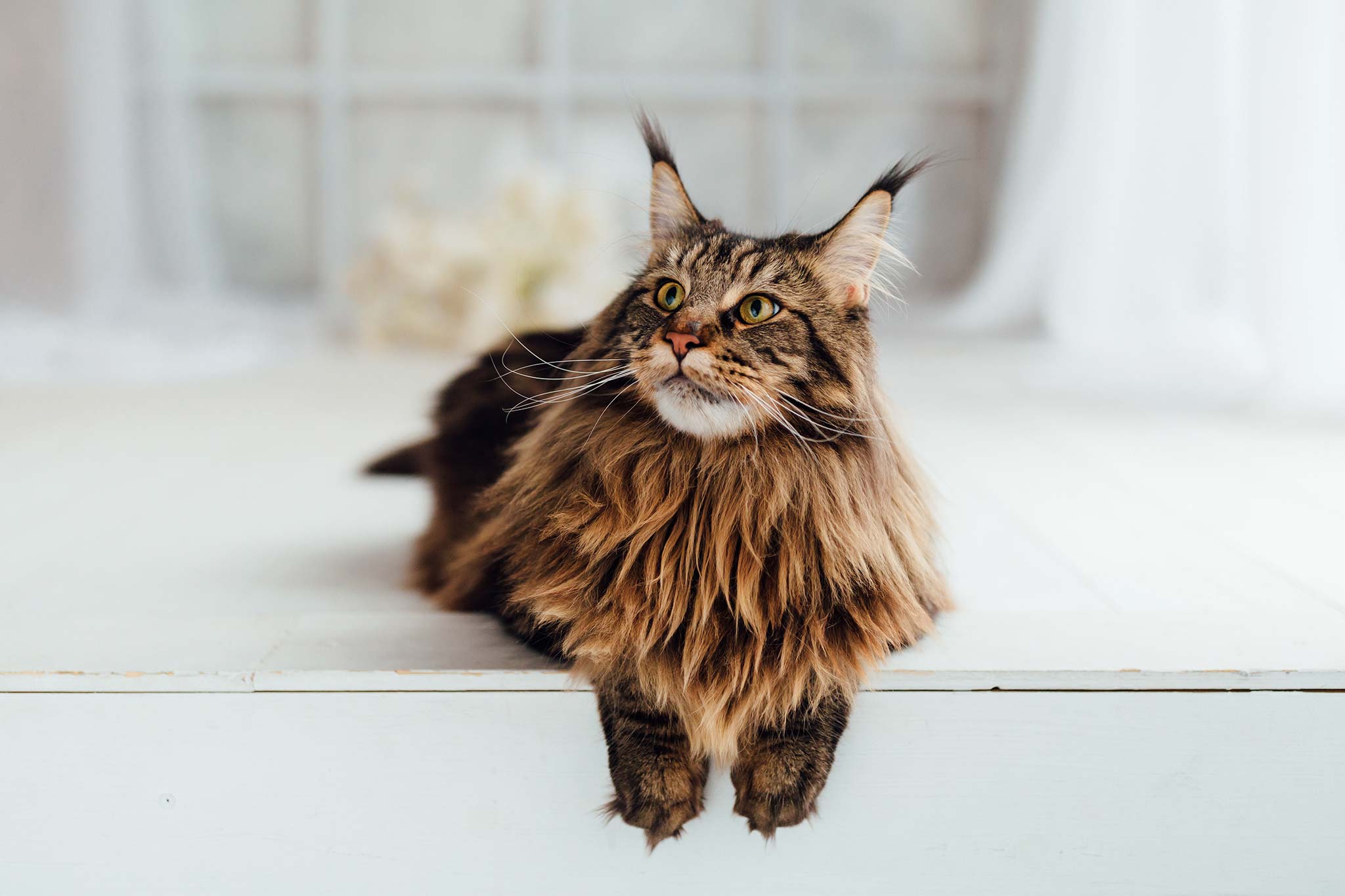 le maine coon