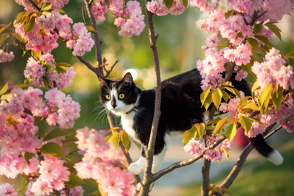 les maladies du printemps chez le chat