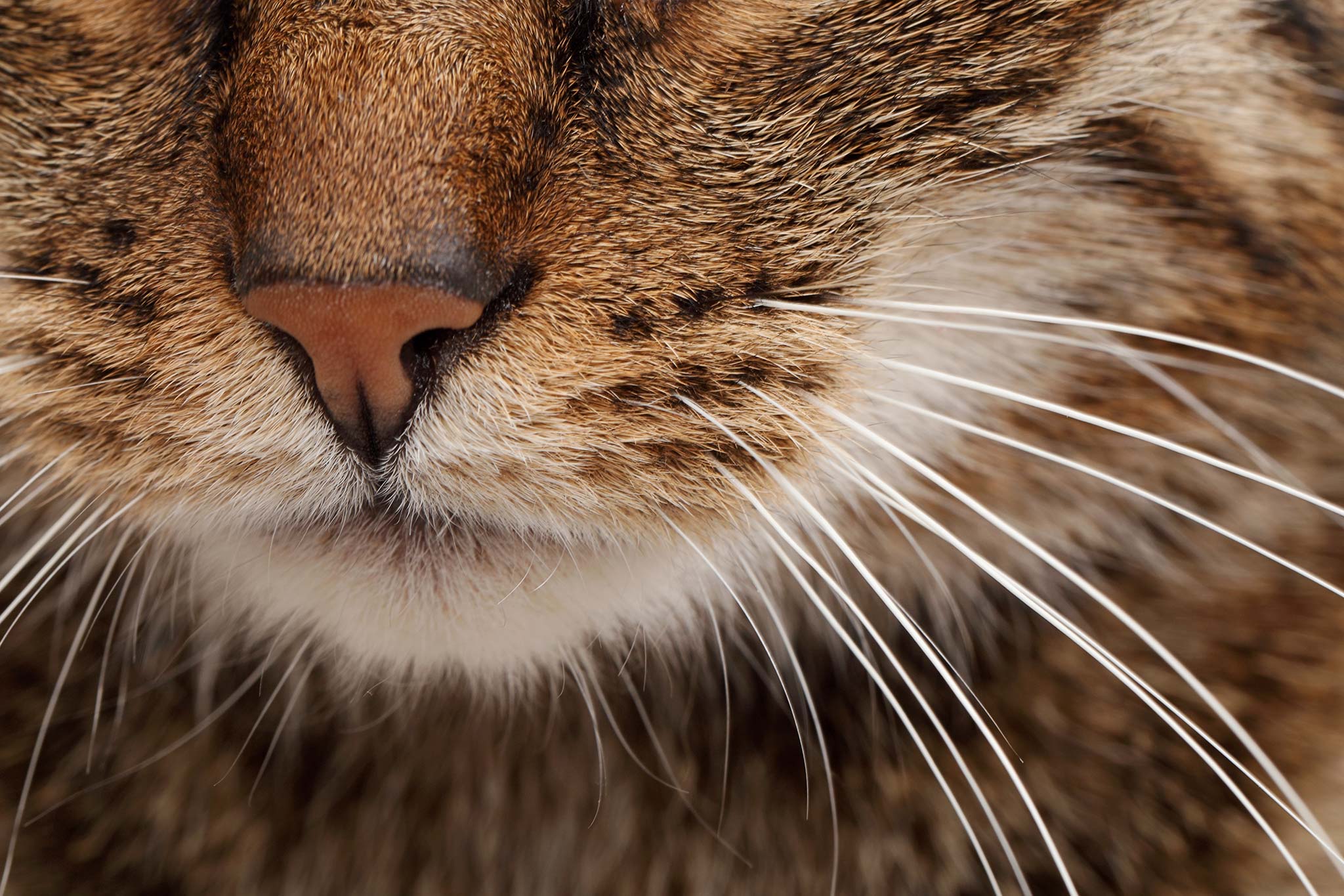 mon chat perd ses moustaches