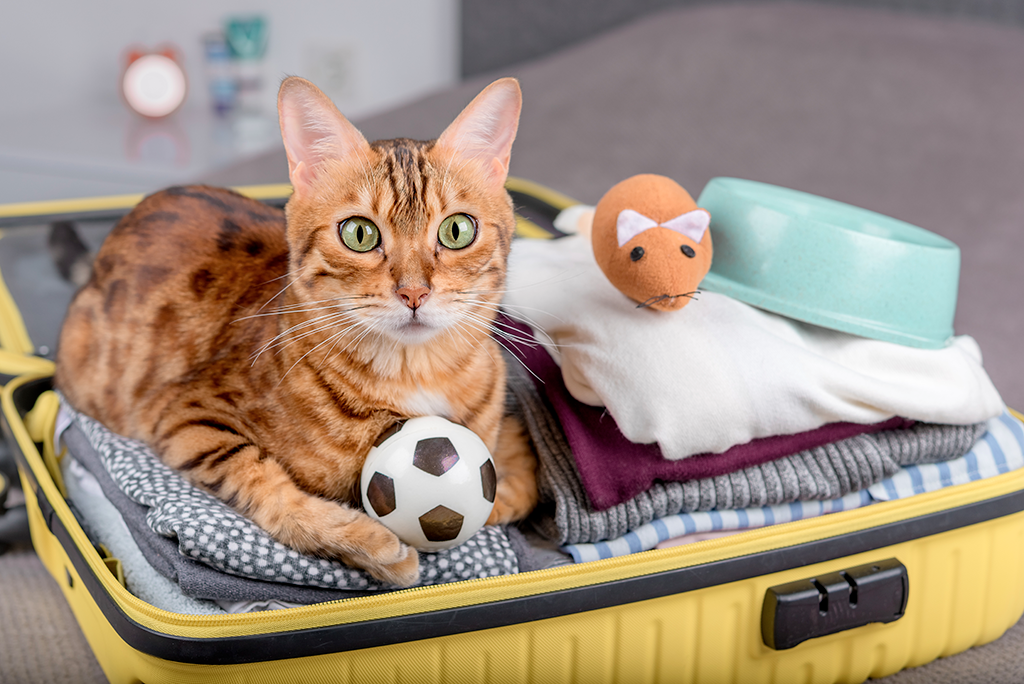 occuper son chat pendant les vacances