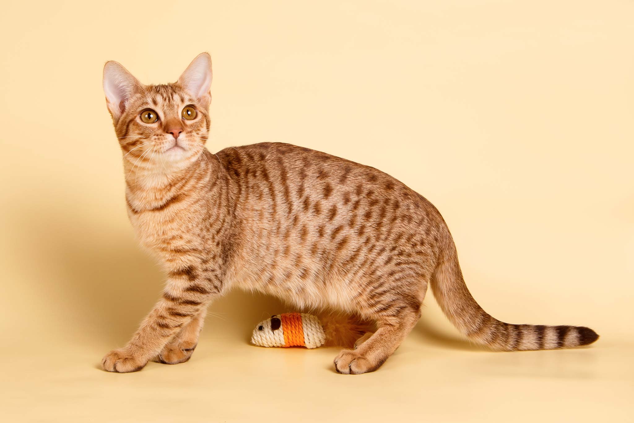 un chat ocicat
