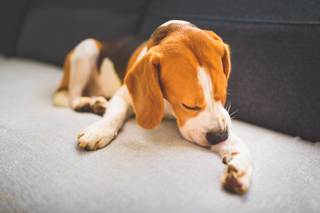 l'œdème de quincke chez le chien