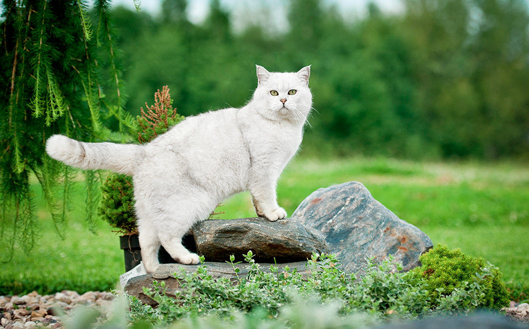 randonner avec son chat