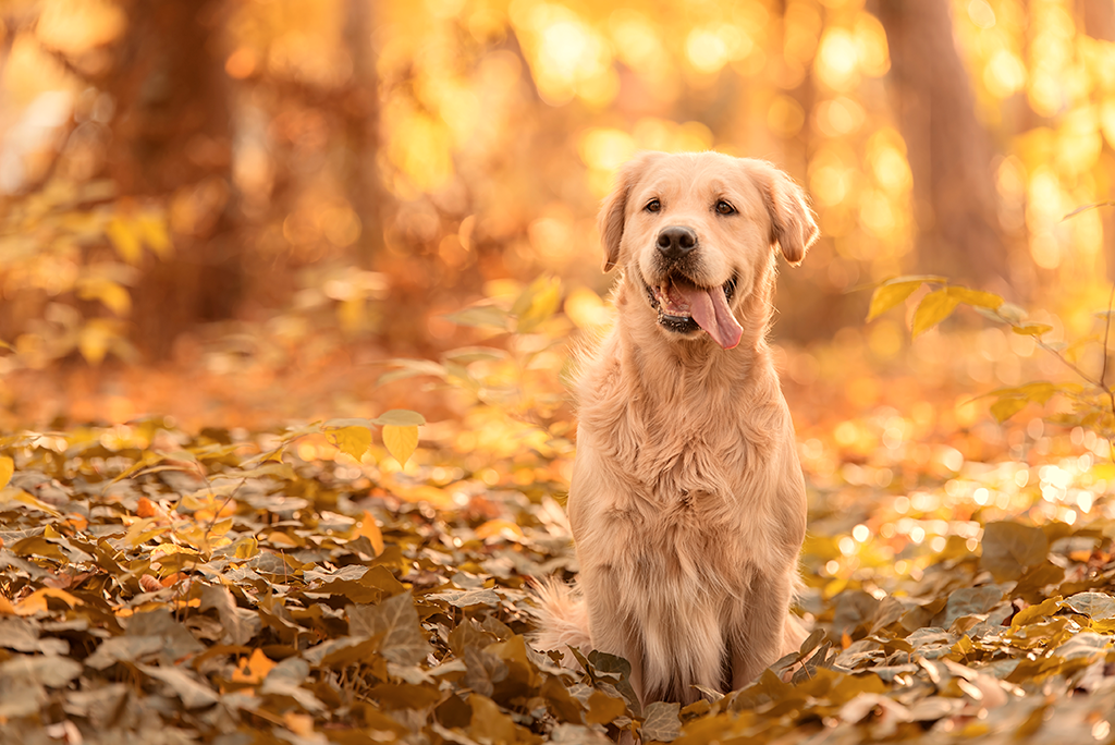 le pelage du chien en automne