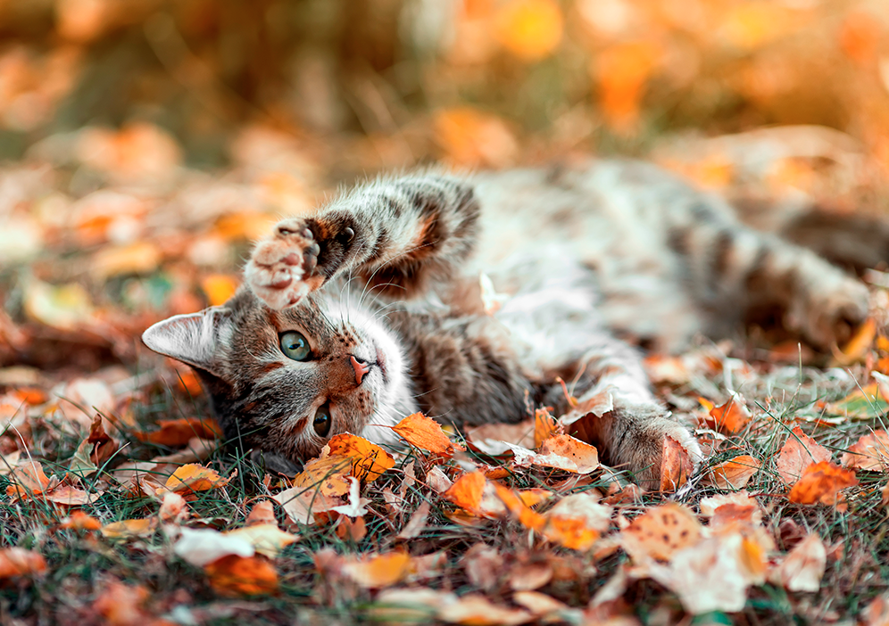 le pelage du chat en automne