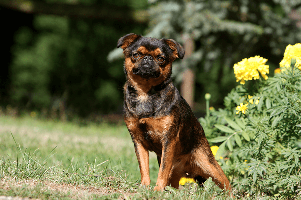 alimentation petit brabancon
