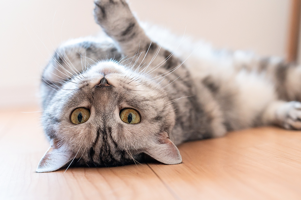 la poche primordiale chez le chat