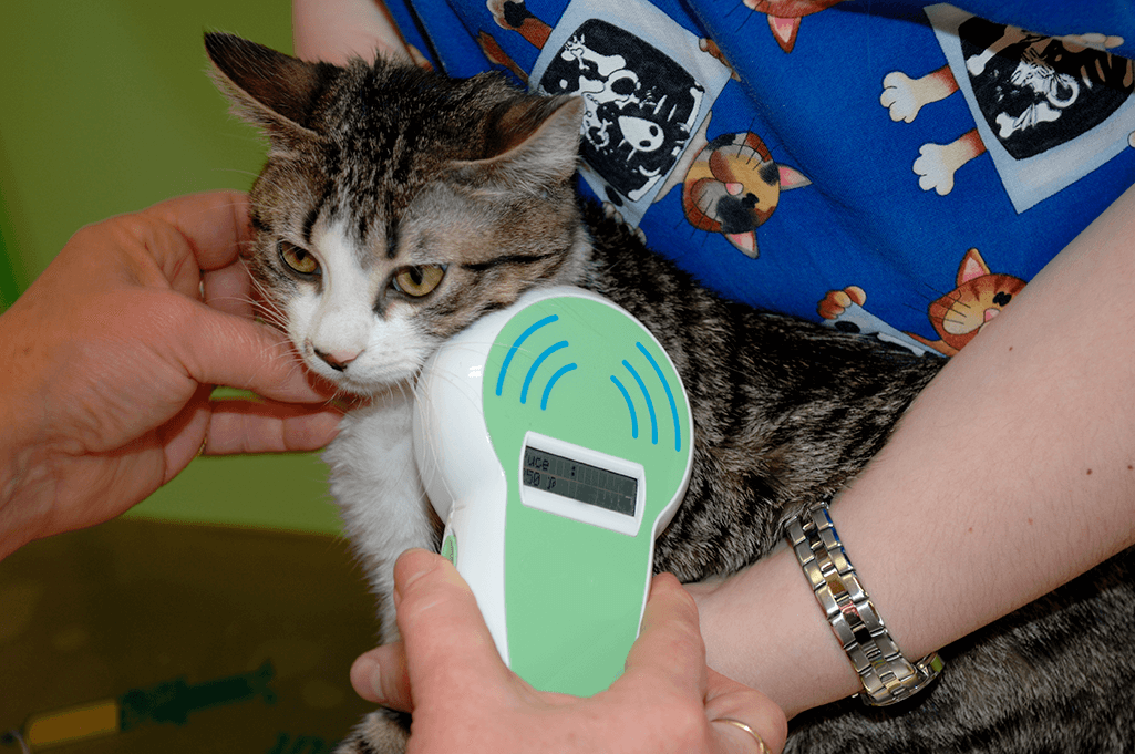 le puçage du chat est-il obligatoire