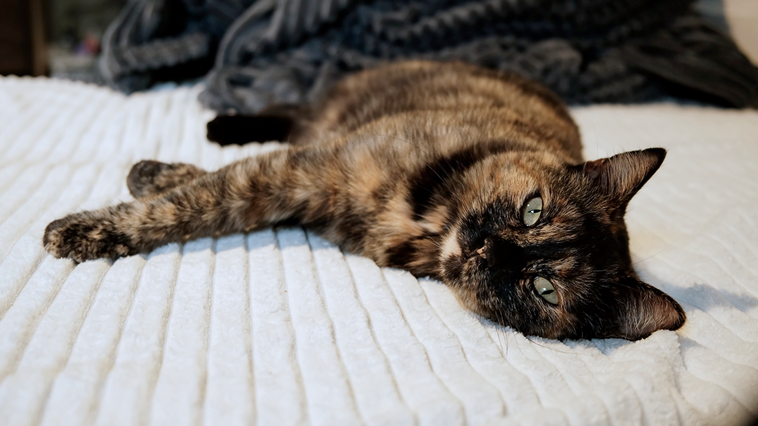 le pyomètre chez la chatte