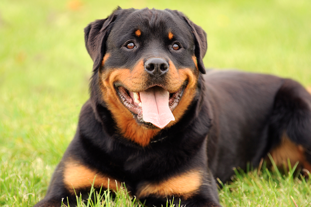 un chien rottweiler
