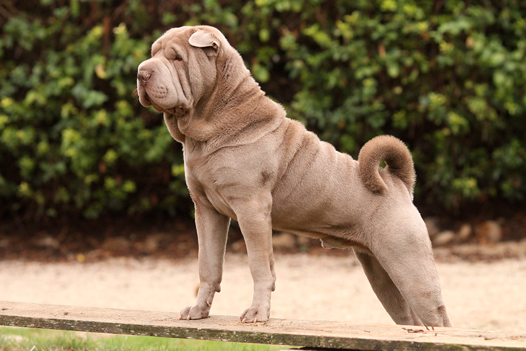 un shar pei