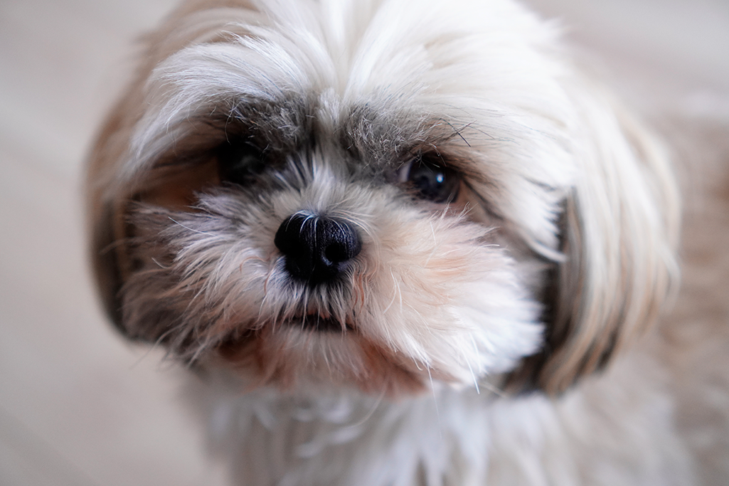 un chien shih tzu