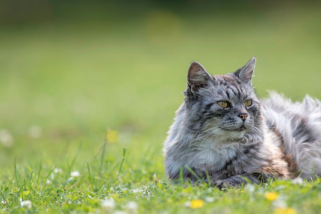 le syndrome d'hyperesthésie féline chez le chat