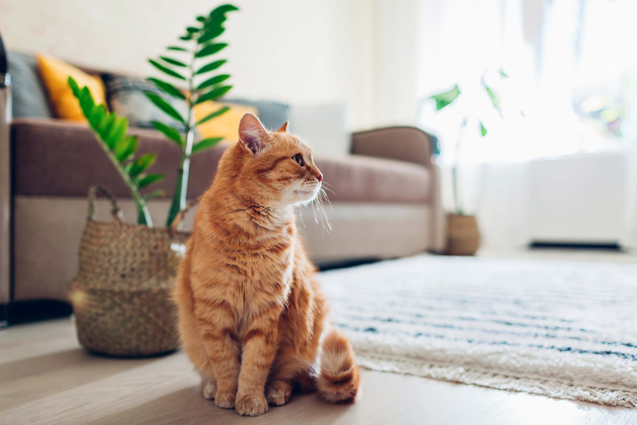 vacances que ressent le chat