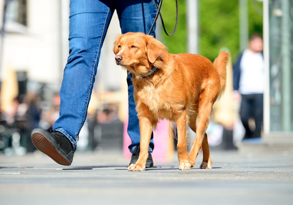 vivre en ville avec son chien