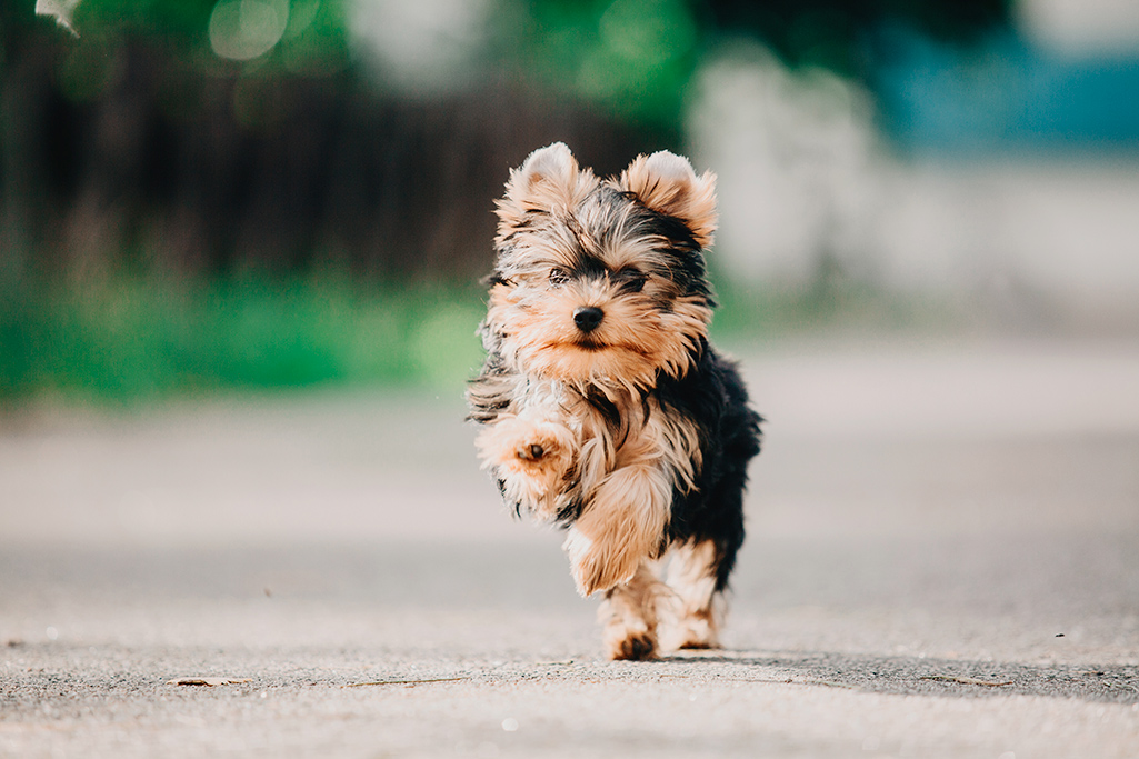 un chien yorkshire terrier